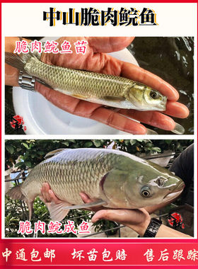 中山脆肉鲩鱼草鲩鱼草鱼苗螺丝青鱼苗鱼塘养殖淡水鱼四大家鱼鲜活