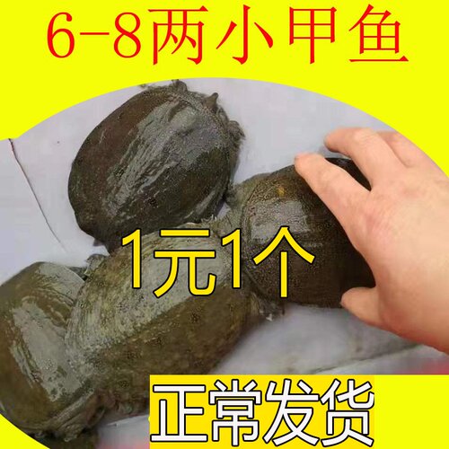 1两-9两 淡水养殖小甲鱼苗活体小中华鳖苗食用水鱼王八苗散养套养