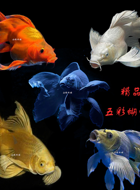 台湾蝴蝶鲤球体贵妃白火红黄金熊猫黑色活体龙凤锦鲤淡水观赏鱼苗