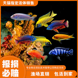 三湖慈鲷马鲷鱼坦鲷杂鲷淡水台系纯种孔雀岩栖小型热带观赏鱼活体