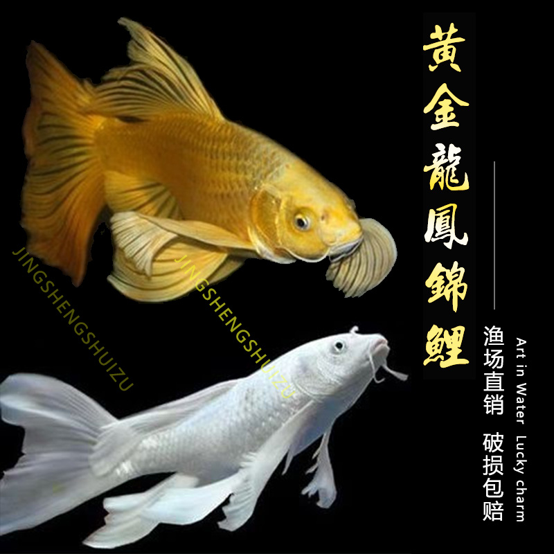 龙凤锦鲤冷水观赏鱼纯种锦鲤鱼黄金白金长尾鱼小型风水活鱼苗