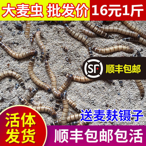大麦虫活虫蛋白虫鲜活面包虫黄粉虫龙鱼饲料活体八哥画眉鸟食虫子