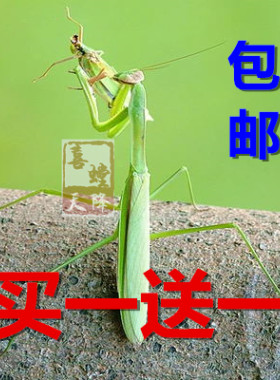 大刀螳螂中华大刀螳螳螂活体宠物昆虫活体大刀螳爬宠华刀螳卵鞘
