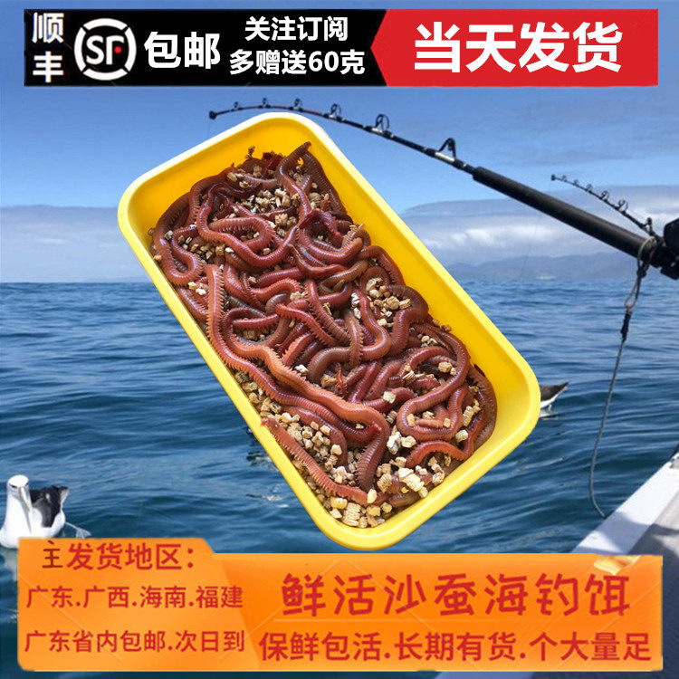 鲜活沙蚕顺丰包邮海钓鱼饵青红虫活饵沙虫海蜈蚣青虫红虫海鱼饵料