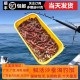 鲜活沙蚕顺丰 海钓鱼饵青红虫活饵沙虫海蜈蚣青虫红虫海鱼饵料 包邮