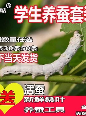 学生养蚕套餐 教材同步 一龄二龄三龄四龄蚕宝宝爱吃新鲜桑叶蚕卵