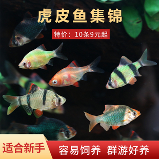 四间虎皮鱼新手好养耐活草缸群游鱼金虎蓝虎小型热带淡水观赏鱼苗