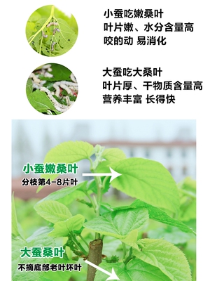 西安同城11点前下单当日达学生蚕宝宝天然食物桑叶新鲜嫩现摘现发