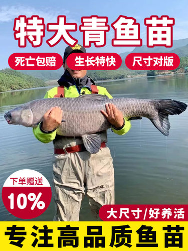 正宗螺蛳青鱼苗特大尺寸草鱼苗乌青草棒黑鲩四川重庆本地淡水养殖