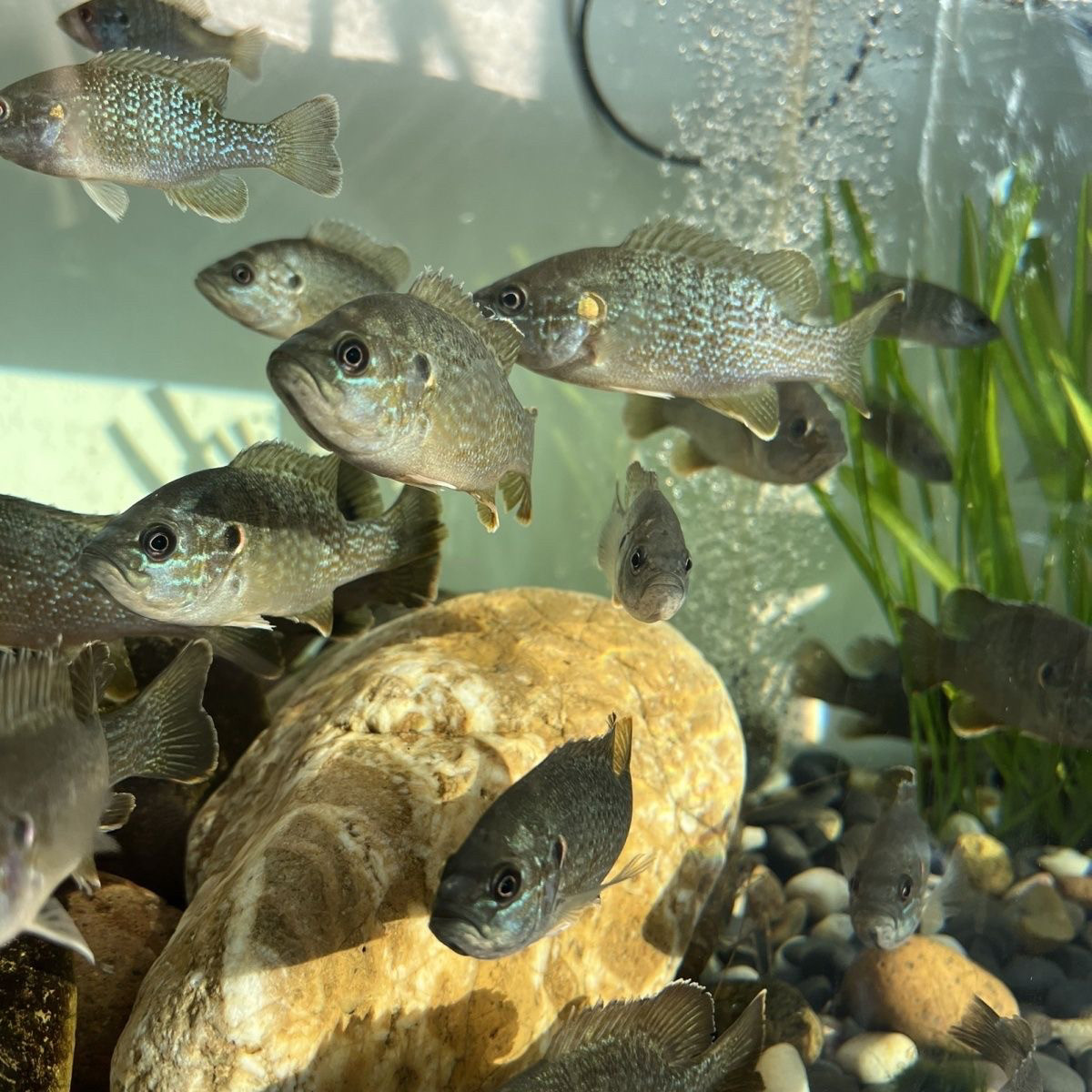 太阳鱼鱼苗活体可食用淡水鱼冷水鱼易养凶猛鱼观赏鱼幼苗