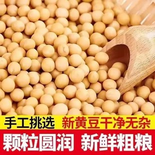 新货黄豆新鲜大豆非转基因黄豆大豆子豆浆原料五谷营养早餐