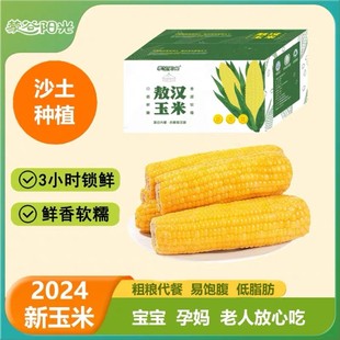 蒙谷阳光敖汉玉米10支黄金小粒香甜糯玉米非转基因内蒙古赤峰特产