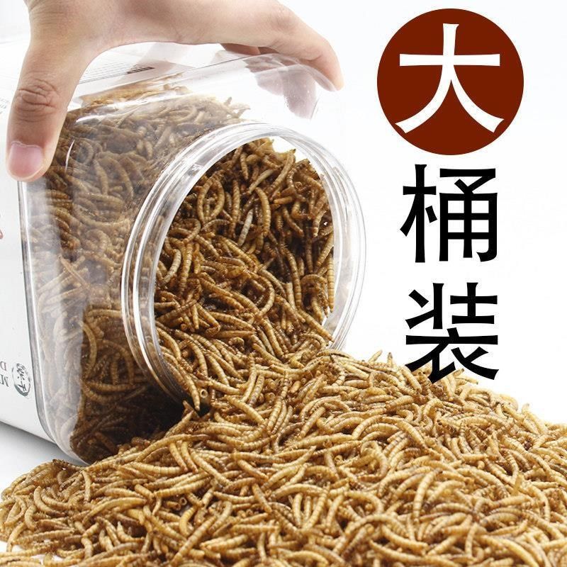 龙鱼饲料面包虫大麦虫