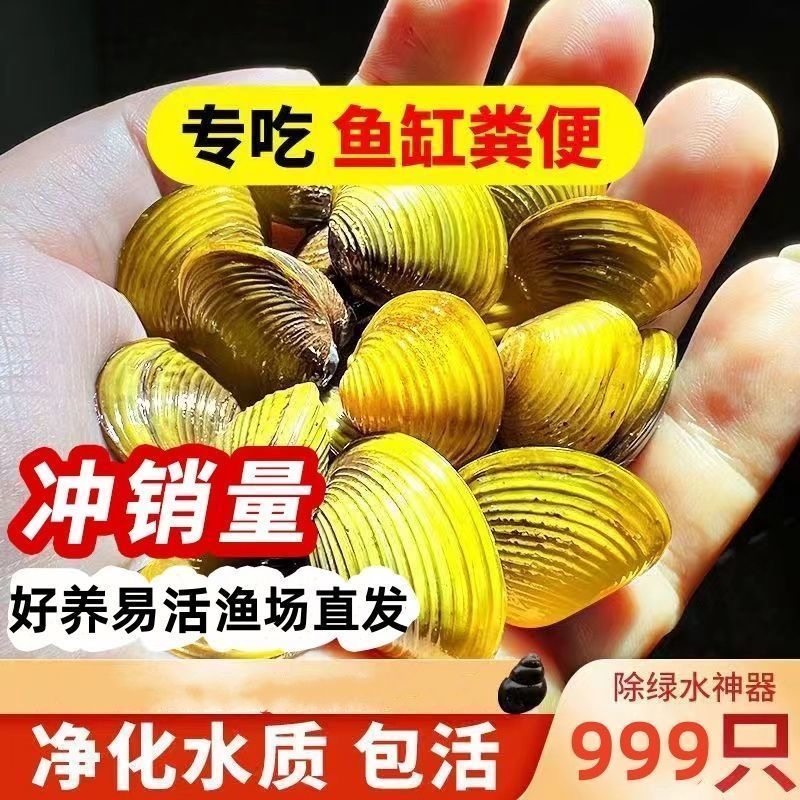 专吃鱼屎粪便黄金小河蚌蚬淡净化水质观赏螺鲜活物贝壳苗活体清洁