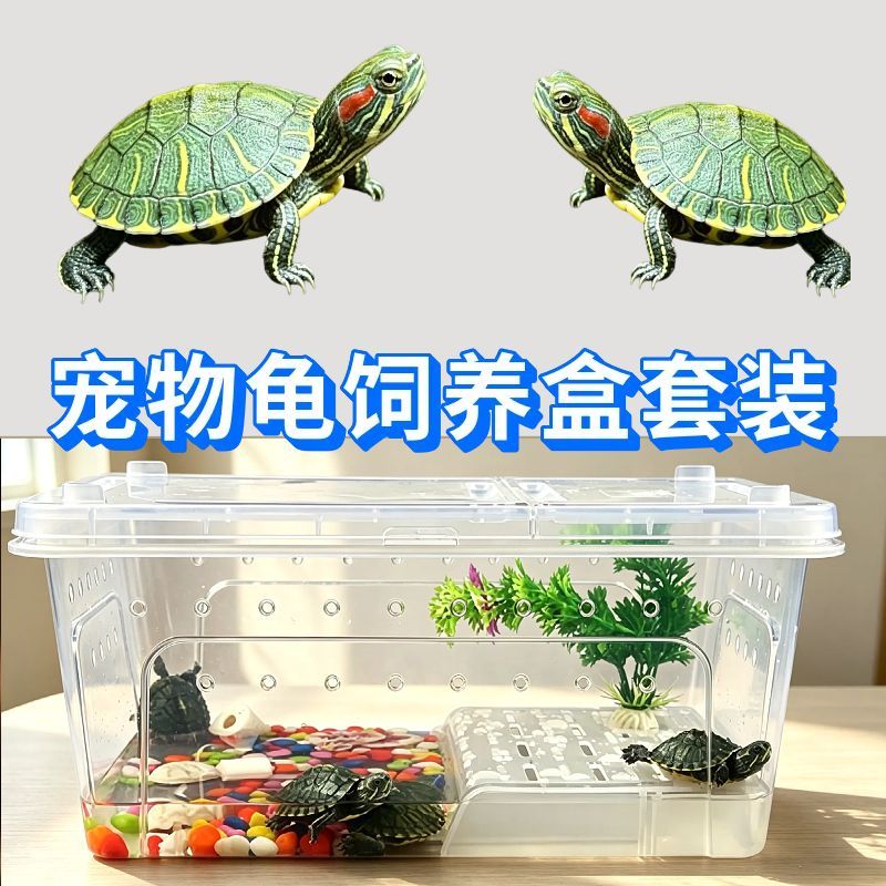乌龟活物巴西龟小乌龟观赏宠物乌龟缸造景草龟彩龟活体龟箱带爬台
