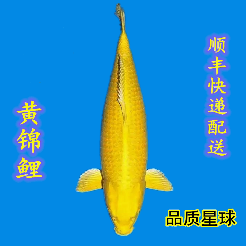 锦鲤活体日本纯种精品黄金锦鲤观赏鱼冷水鱼淡水鱼好养小型耐寒鱼