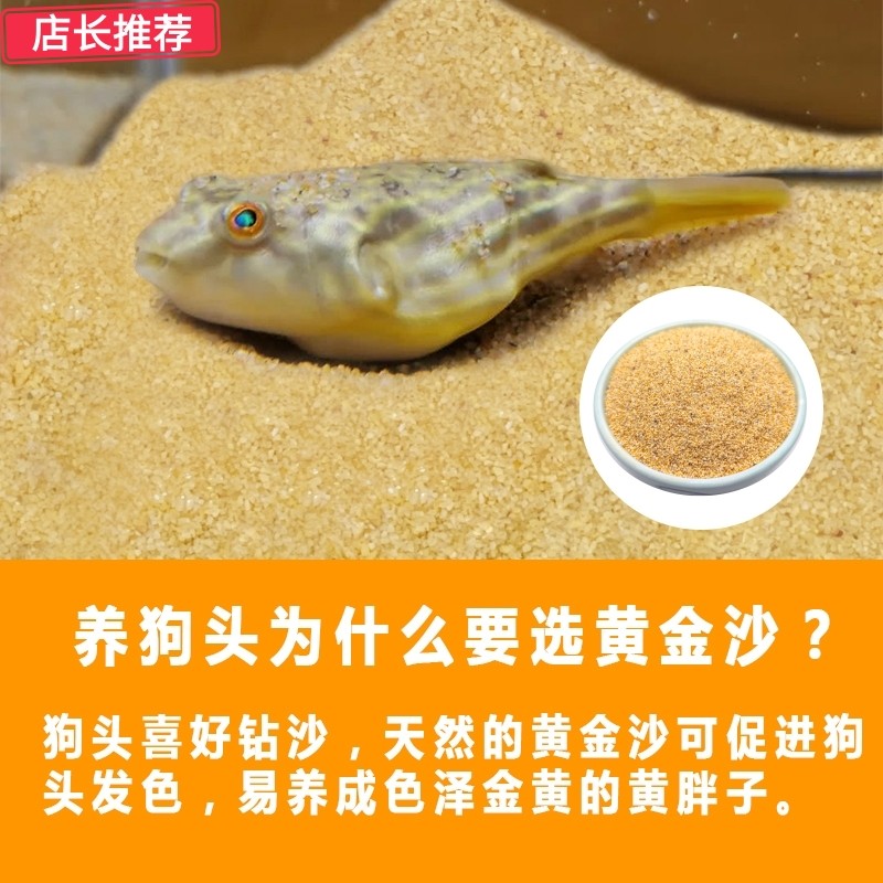鱼缸底砂鱼缸造景全套石头天然黄金沙皇冠斑马狗头鱼专用沙河豚鼠
