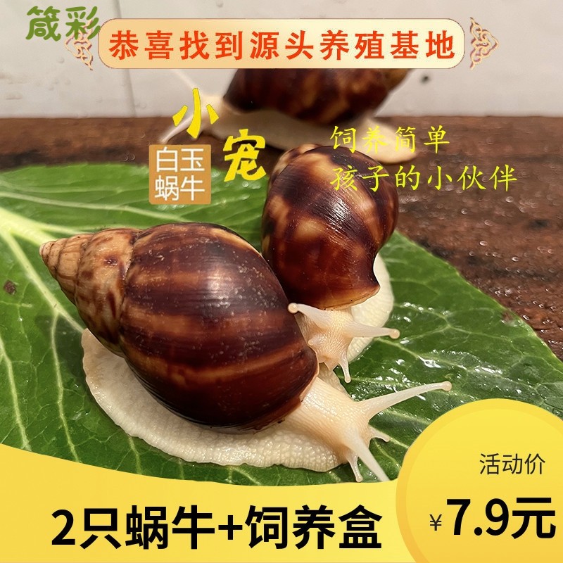 大蜗牛活体宠物白玉蜗牛套装食用蜗牛观察小蜗牛学生科学实验蜗牛