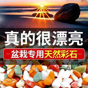 郁金香水培石子多肉铺面石鹅卵石铺底小石头养花专用雨花石五彩色