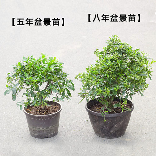 观果盆景火棘盆景树桩 火棘盆栽满堂红  吉祥果盆栽办公室盆栽