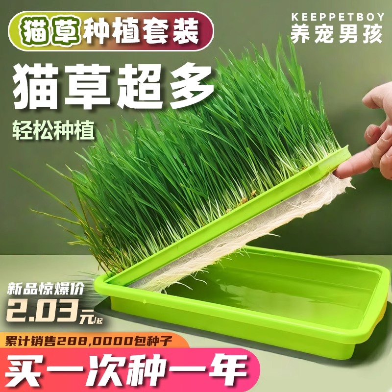 猫草种子无土水培种植盆套装土培
