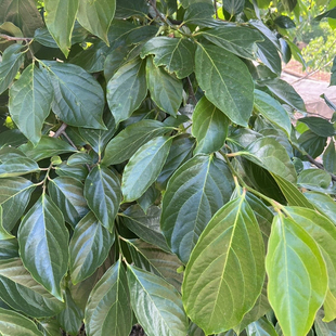 云南新鲜杮子叶