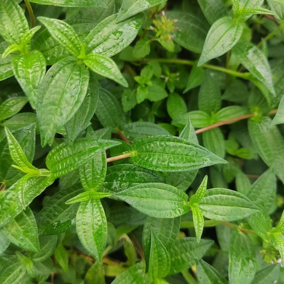 云南新鲜 中草药 糯米草 糯米藤 红石藤 生扯拢 全草 发货
