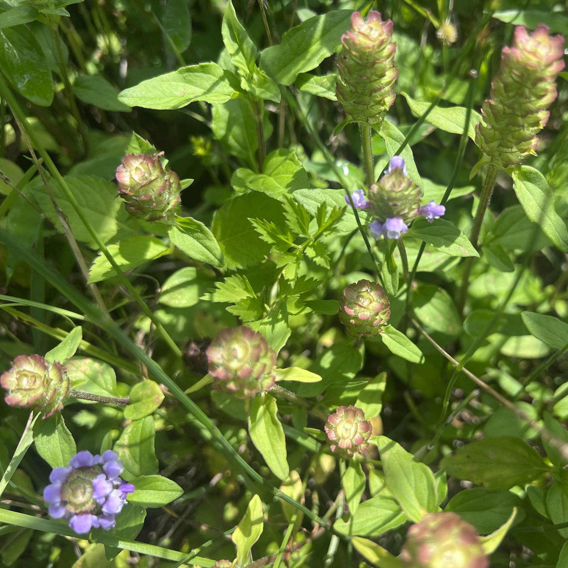 云南新鲜现釆夏枯草