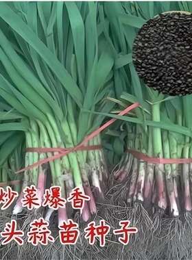 红头香蒜种子一年四季硬叶蒜苗种子红头蒜三茬连续可种植阳台盆栽
