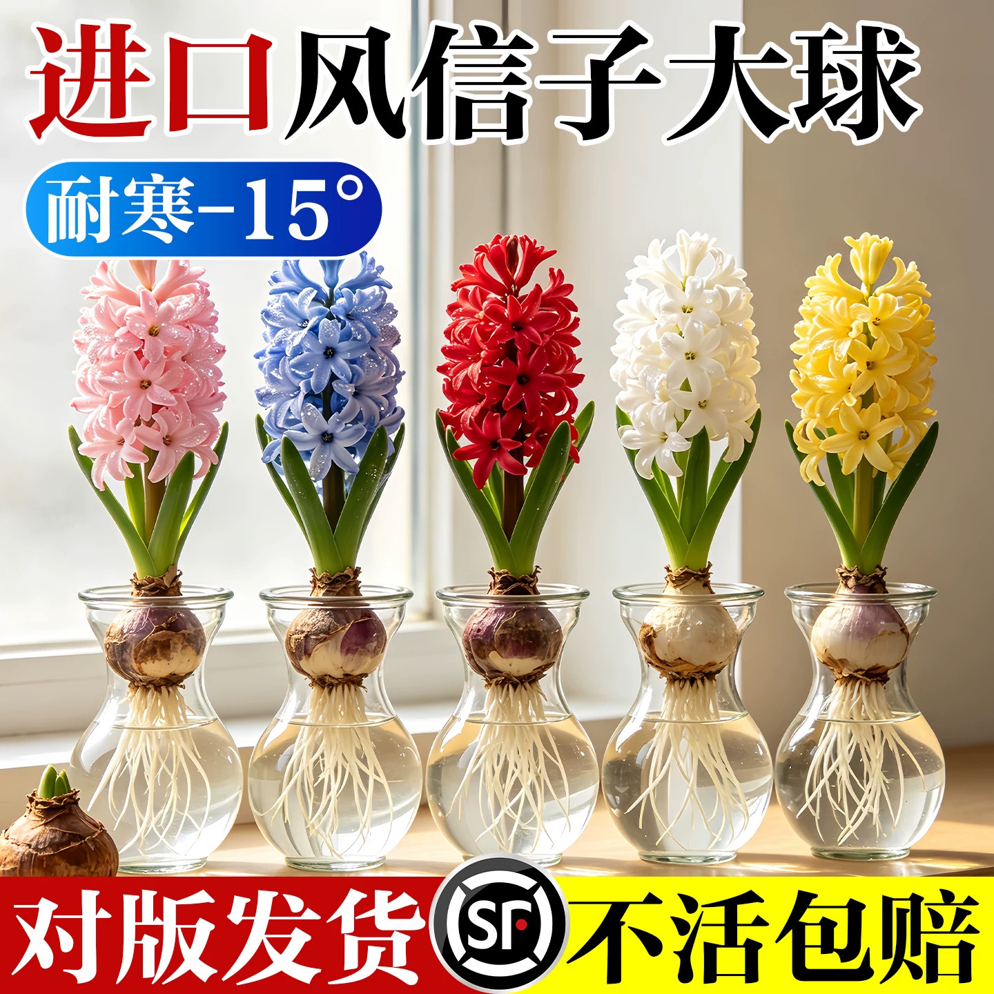 风信子种球盆栽水培植物办公室桌面绿植工位装饰小摆件高级感花卉图片