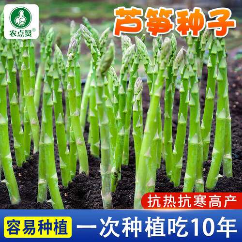 四季芦笋种籽盆栽嫩绿芦笋种子芦笋根苗种植春秋庭院蔬菜种孑