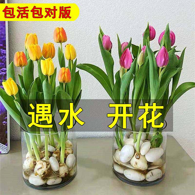 进口郁金香大种球水培植物办公室内盆栽四季开花绿植水仙花卉种子