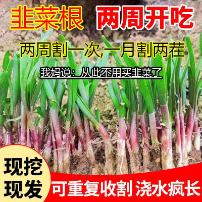 四季韭菜根苗紫根红根大叶宽叶带土农家韭菜根老品种韭菜种籽种子