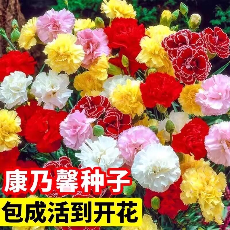 康乃馨花种子花卉种籽观花植物室内花开花不断盆栽庭院花海花籽图片