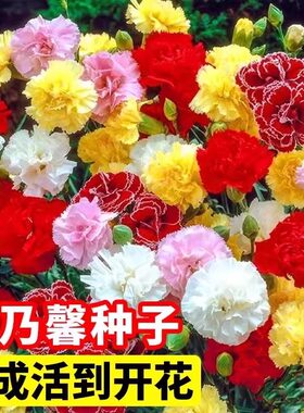 康乃馨花种子花卉种籽观花植物室内花开花不断盆栽庭院花海花籽