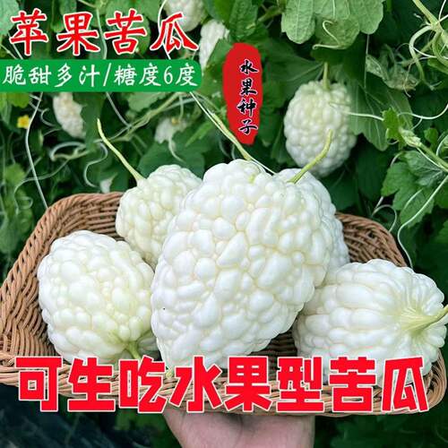 甜脆苹果苦瓜种子台湾水果苦瓜阳台四季播蔬菜优质苦瓜籽绿苦瓜籽