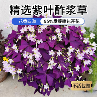 紫叶酢浆草多年生幸运三叶种球种子带牙球根盆栽庭院花卉室内花籽