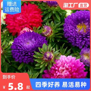 混色彩虹糖果菊种孑小雏菊矢车菊花种籽子四季播种开耐寒翠菊花籽
