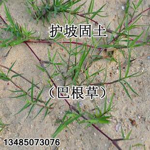 巴根草种子狗牙根护坡绿化专家铁线草蟋蟀草防水土流失种子牛筋草