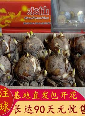 漳州水仙花种球种子特级水养球根大球室内外冬季花卉水培盆栽包邮
