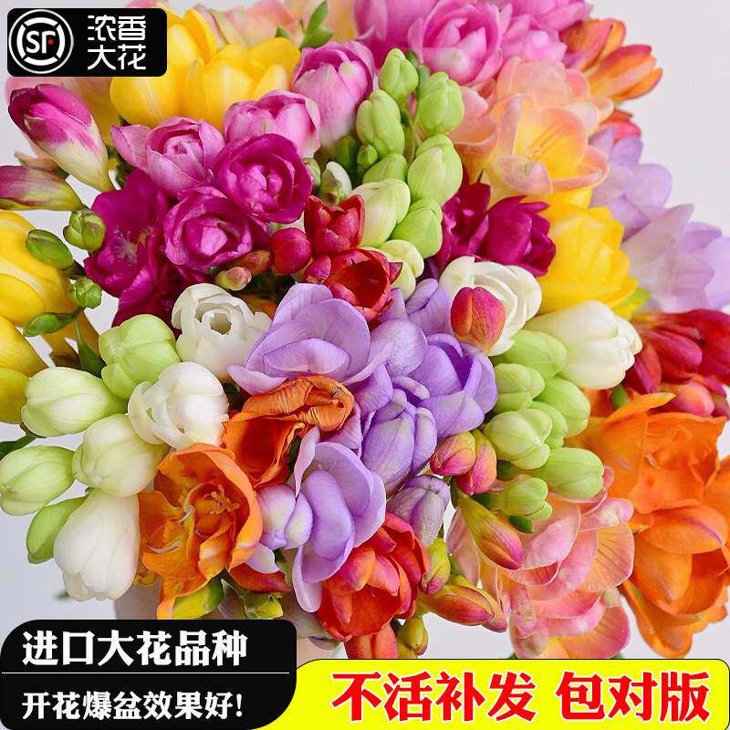进口香雪兰种球混色重瓣小仓兰盆栽花卉花种子四季易种室内外开花