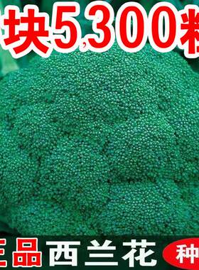 西兰花种孑西蓝花菜种子有机松花菜种籽花椰菜绿色花菜种四季蔬菜