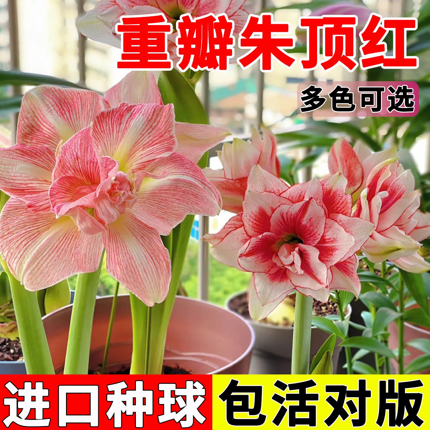 重瓣朱顶红种球室内室外阳台庭院花卉绿植盆栽多年生耐寒耐热植物
