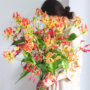 嘉兰百合根块种球火焰百合懒人易种花园阳台花卉耐寒植物爬藤种籽