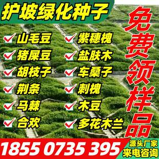 护坡灌木种子紫穗槐胡枝子复绿草籽猪屎豆刺槐籽银合欢乔木种子籽