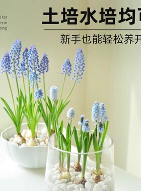 进口葡萄风信子种球水培土养花卉植物室内花四季开花种子盆栽花卉
