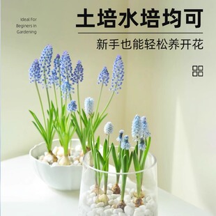 进口葡萄风信子种球水培土养花卉植物室内花四季开花种子盆栽花卉