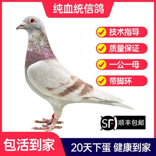 红轮红二线鸽子活一对成绩鸽信鸽赛鸽鸽子原配种鸽活体幼鸽血统鸽