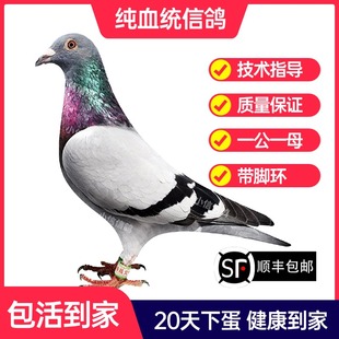 瓦灰鸽子活一对成绩鸽信鸽赛鸽鸽子原配种鸽小鸽活体幼鸽血统鸽