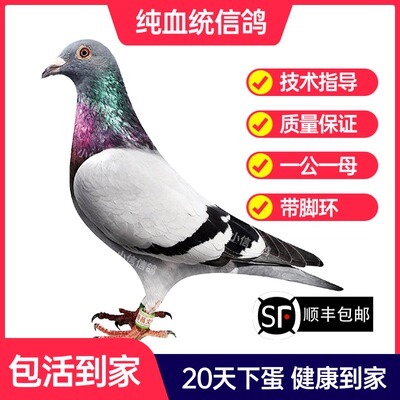 瓦灰鸽子活一对成绩鸽信鸽赛鸽鸽子原配种鸽小鸽活体幼鸽血统鸽